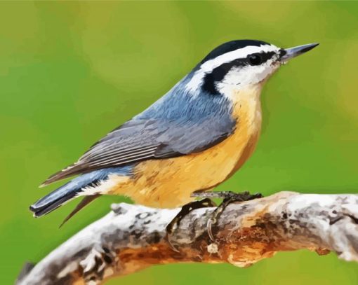 Aesthetic Nuthatch Bird Paint By Number