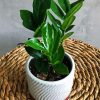 Aesthetic Plant Zamioculcas paint by numbers