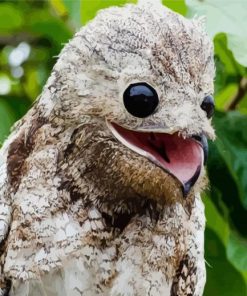 Aesthetic Potoo Bird Illustration paint by numbers