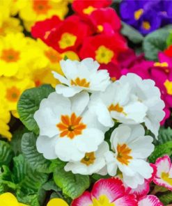 Aesthetic Primroses paint by numbers