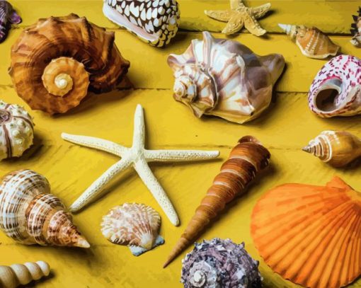Seashells Paint By Number
