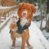 Aesthetic Toller Dog Illustration Paint By Number