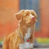 Aesthetic Toller Pet Paint By Number