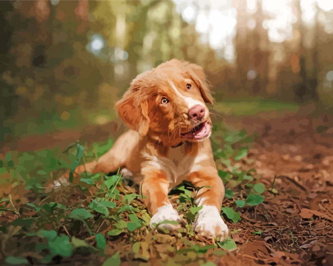 Aesthetic Toller Puppy Paint By Number
