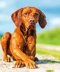 Aesthetic Vizsla Dog paint by numbers