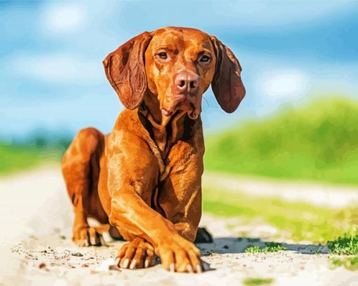 Aesthetic Vizsla Dog paint by numbers