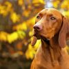 Aesthetic Vizsla paint by numbers