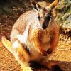 Aesthetic Wallaby paint by numbers