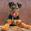 Airedale Terrier Dog Paint By Number