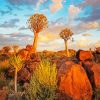 Aloe Dichotoma Trees Namibia paint by numbers