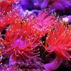 Anemones Pink Paint By Number