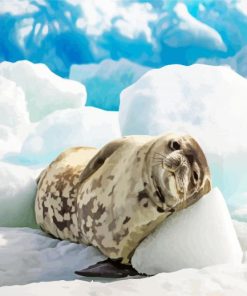 Antarctica Seal Paint By Number