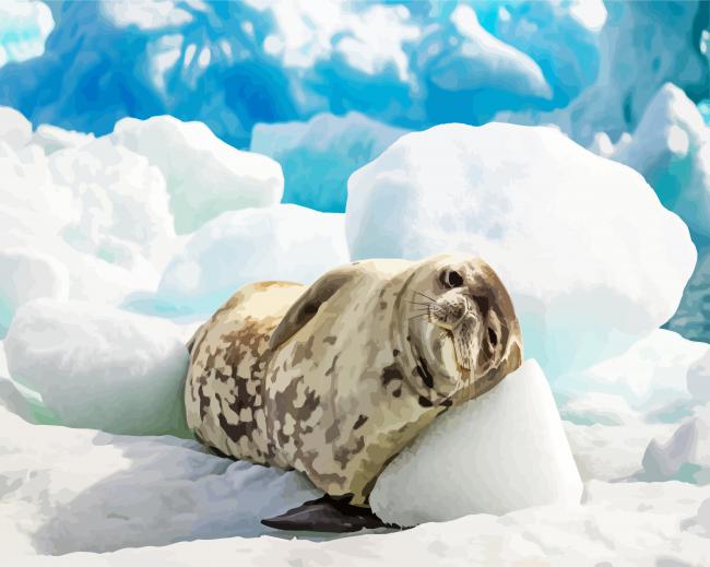 Antarctica Seal Paint By Number