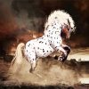 Appaloosa Horse Art Paint By Number