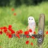 Barn Owl and Flowers paint by numbers