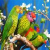 Beautiful Birds paint by numbers