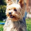 Beige Yorkshire Terrier Dog paint by numbers