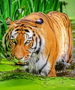 Bengal Tiger in The Water paint by numbers
