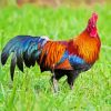 Bird Rooster Paint By Number