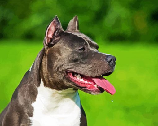 Black American Staffordshire Terrier paint by numbers