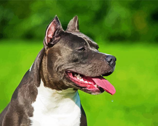 Black American Staffordshire Terrier paint by numbers