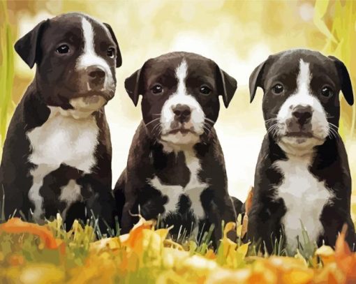 Black American Staffordshire Terrier Puppies paint by numbers