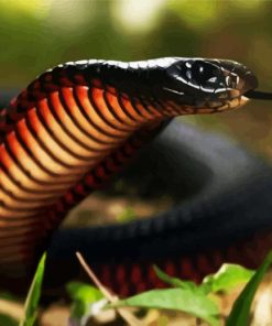 Black Cobra Paint By Number