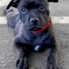 Black Staffordshire Bull Terrier Paint By Number