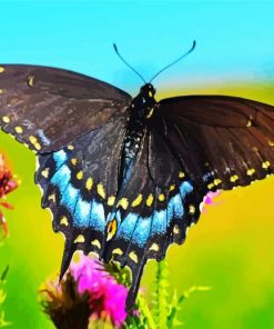 Black Swallowtail paint by numbers