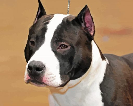 Black And White American Staffordshire Terrier Paint By Number