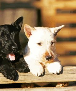 Black And White Scottish Terriers Paint By Number
