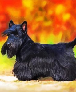 Black Scottish Terrier Puppy Paint By Number