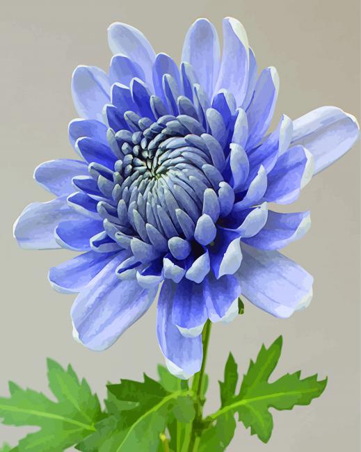 Blue Chrysanthemum paint by numbers