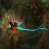 Blue Tail Quetzal paint by numbers