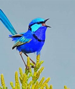 Blue Wren paint by numbers