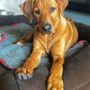 Brown Ridgeback Puppy Paint By Number