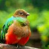 Brown Head Quetzal paint by numbers