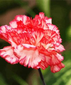 Carnations Flower Paint By Number