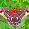 Cecropia Moth Butterfly Paint By Number