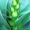 Close Up Agave Paint By Number