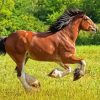 Clydesdale Horse Running Paint By Number