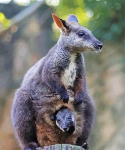 Cool Wallaby Animal Paint By Number