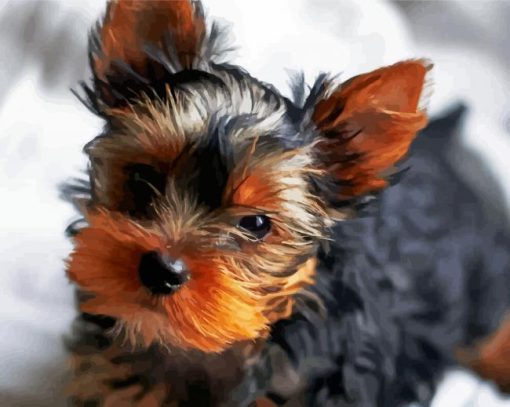 Cute Little Yorkshire Terrier paint by numbers