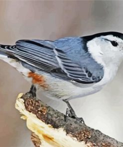 Cute Nuthatch Paint By Number