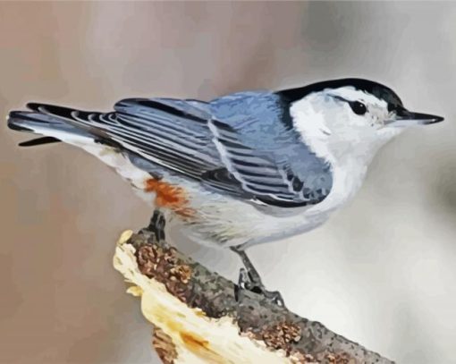 Cute Nuthatch Paint By Number
