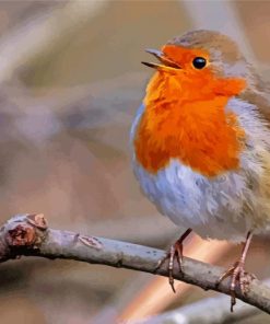Cute Robin Bird Paint By Number