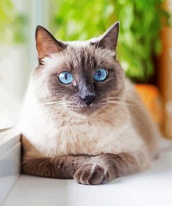 Cute Siamese paint by numbers