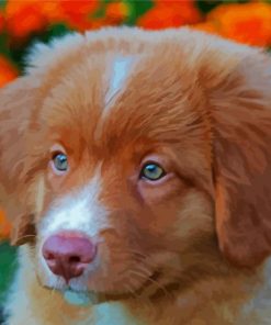 Cute Toller Puppy Paint By Number