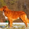 Toller Dog Paint By Number