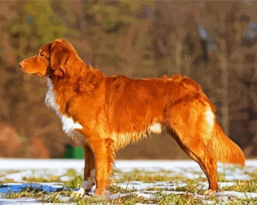 Toller Dog Paint By Number